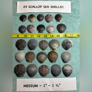 25 Sanibel Island Scallop Shells! Medium Sz Assorted Collection in grey/black.